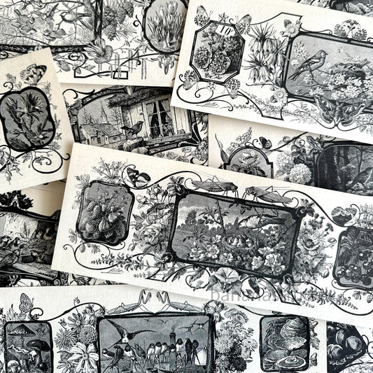 Set of 12 original 1900s French Art Nouveau bird and botanical engravings hand-cut for junk journaling."